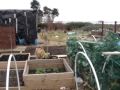 Raised bed allotment 2007