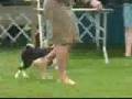 Basenji video