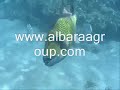 Two days trip to Cairo and Luxor from Sharm el (www.albaraagroup.com ( all u need )