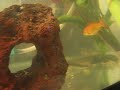 My little Fish tank