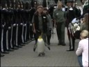 Knighthood for penguin