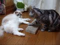 段ボール製の爪とぎを初めて買ってみた。新しい物好きなレオとララはもう夢中～！でも、これゴミが出るね・・・★レオ★アメリカンショートヘア６才★ララ★ラグドール１才