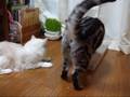 爪とぎ争奪戦～猫(=^・^=)　The first cardboard　claw board　battle　cats