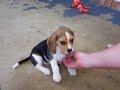 Lucy the Beagle Puppy 2 Lucy the Beagle Puppy 2