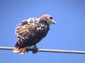 Wild Red Tailed Hawk fly scream dive &amp; Kestrel Eagle Bobcat