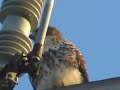 Wild Red Tailed Hawk fly scream dive & Kestrel Eagle Bobcat