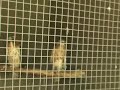 Wild Red Tailed Hawk fly scream dive & Kestrel Eagle Bobcat