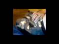 Kittens on a lap part 1