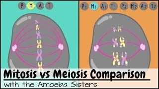 Mitosis vs Meiosis: Side by Side Comparison