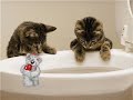 very-funny-cats-part-10.html