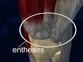 Medical Visualization of the Knee and B.I.R. DNA