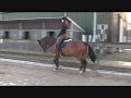 Allright dressuur.wmv