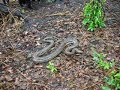 Joaquin the Anaconda Joaquin the Anaconda