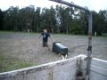maroochy swans-wheelie bin chariot