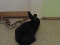 pimbura python kill rabbit