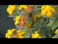 battle between a bee and a butterfly