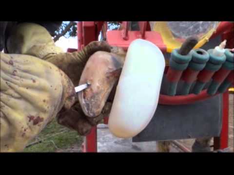 how to cure udder rot in cows