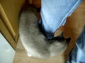 Kater Louis in °°Selbstfindung°°