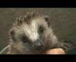 Igel-Baby