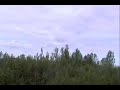 Encounter with herd of Buffalo along Alaska Highway