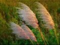 wind of change (Panflute) wind of change (Panflute)