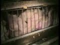 futuro vegapop - liberacion animal