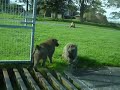 Baboon kills baby baboon whilst we watch in horror