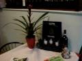videos de Casa Italiana Ristorante