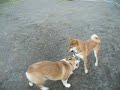 柴犬動画