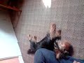 refusal to rollover :(