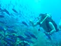 muchos peces