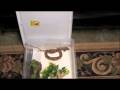 Watch 'Reptiles-TV Contest Entry (Salmon Boa)'