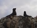 IloA 1,280 km de la ciudad de Lima se encuentra la ciudad de Ilo, Ilo es el principal puerto del Departamento de Moquegua, cuenta con un mar tranquilo y prodigo, y con una prospera industria pesquera.Historia Desde las últimas décadas del Siglo XX, Ilo se ha ido perfilando como la ciudad de mayor tamaño e importancia económica dentro del Departamento Moqueguano. Sin embargo, la capitalidad del departamento la ostenta la ciudad de Moquegua, que se sitúa en el interior, y en cuyos fértiles valles nació y tomó impulso la colonización española en la zona desde sus inicios en el siglo XVI.La región en la que se sitúa Ilo fue poblada en la época precolombina por la etnia Chiribaya. La ciudad actual fue fundada por los españoles en la época de la colonia y, aunque no se tiene constancia de la fecha exacta, se sabe con certeza que estuvo íntimamente ligada a la de Moquegua en torno a 1541. Cumplió desde sus orígenes la función de ciudad portuaria al servicio del comercio y agricultura generados en aquélla. El asentamiento en torno al fondeadero fue evolucionando hasta configurar la ciudad colonial de la que hoy día aún pueden observarse algunas edificaciones, muchas de ellas con su característico mojinete (techo a dos aguas con la cumbrera achaflanada). Sin embargo, el legado arquitectónico se ha visto muy dañado y mermado por los frecuentes fenómenos sísmicos.A lo largo del siglo XX los movimientos migratorios procedentes de regiones andinas hicieron crecer la ciudad, por lo que a finales de dicho siglo se distinguían tres zonas: el puerto, Alto Ilo y La Pampa Inalámbrica. El puerto es la zona propiamente colonial, mientras que Alto Ilo y La Pampa Inalámbrica son resultado de los ensanches urbanos del siglo XX.Economía De su actividad económica cabe destacar la industria y la pesca. La industria se centra en la fábrica propiedad de la empresa [Southern Peru Copper Corporation] dedicada a la fundición de cobre y en las fábricas de harina de pescado. En la pesca destaca la flota dedicada a la captura de anchoveta.Resulta destacable el hecho de que Ilo constituye el puerto peruano con funciones comerciales y pesqueras más cercano a Chile. El puerto sirve también para la carga y descarga de las mercancías relacionadas con la mencionada fundición. Sin embargo, carece de un dique de abrigo de tamaño suficiente, por lo que el oleaje obliga a interrumpir las tareas comerciales durante muchos días del año, incluyendo las relacionadas con la fundición. El puerto carece igualmente de infraestructuras deportivas.La Southern Peru ha sido, y sigue siéndolo hoy día, un elemento clave en el desarrollo económico de la ciudad y de la región. Sin embargo, los residuos provocados en los procesos de enriquecimiento del cobre (relaves), así como los humos que la fundición expulsa a la atmósfera, provocan serios perjuicios al entorno y al conjunto de la población.Fuente Internet.