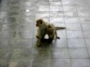 Monkeys at Kandalama