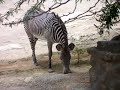 My Adopted Giraffe My Adopted Giraffe