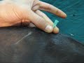 Caudal epidural analgesia in cow Caudal epidural analgesia in cow