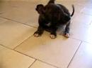 dog neurologia, Ascaridosis