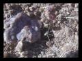 Big-Headed Ants