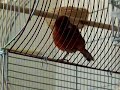 Canary Song Canary Song