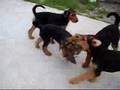 Airedale Terrier video
