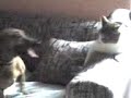 canela y rosalio