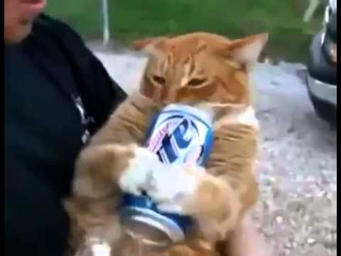 so funny Cat With drinking Problem
