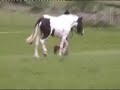 Summertime Breeze Coloured Mare