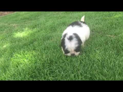 Bella Sophia loves to play in the grass