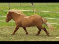 My Rescue Geldings