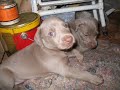 puppy weimaraner