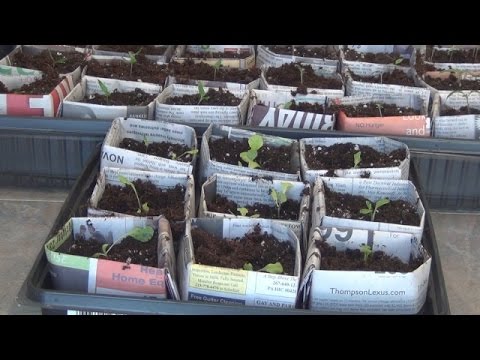 how to transplant seedlings into pots