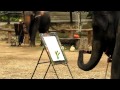 Painting by Elephant-1.MOV