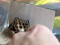 Freindly P. fuscatus!!!