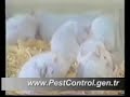PestControl - Haşere ve Böceklere Kesin Çözüm (Fare)